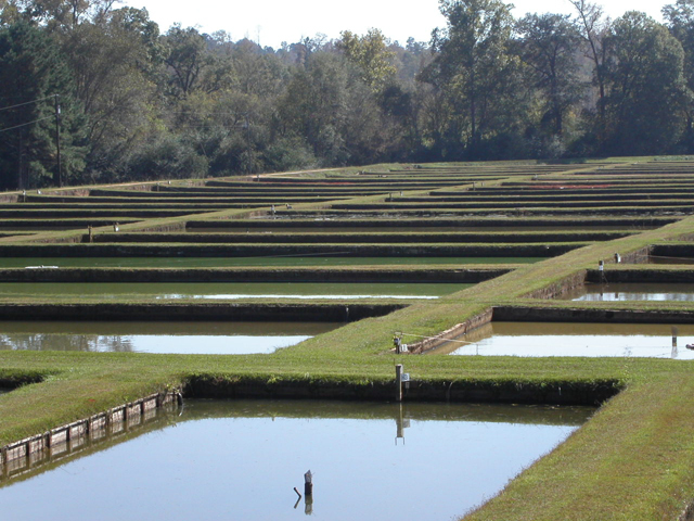 Auburn University research ponds