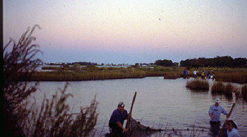 Dauphin Island marsh