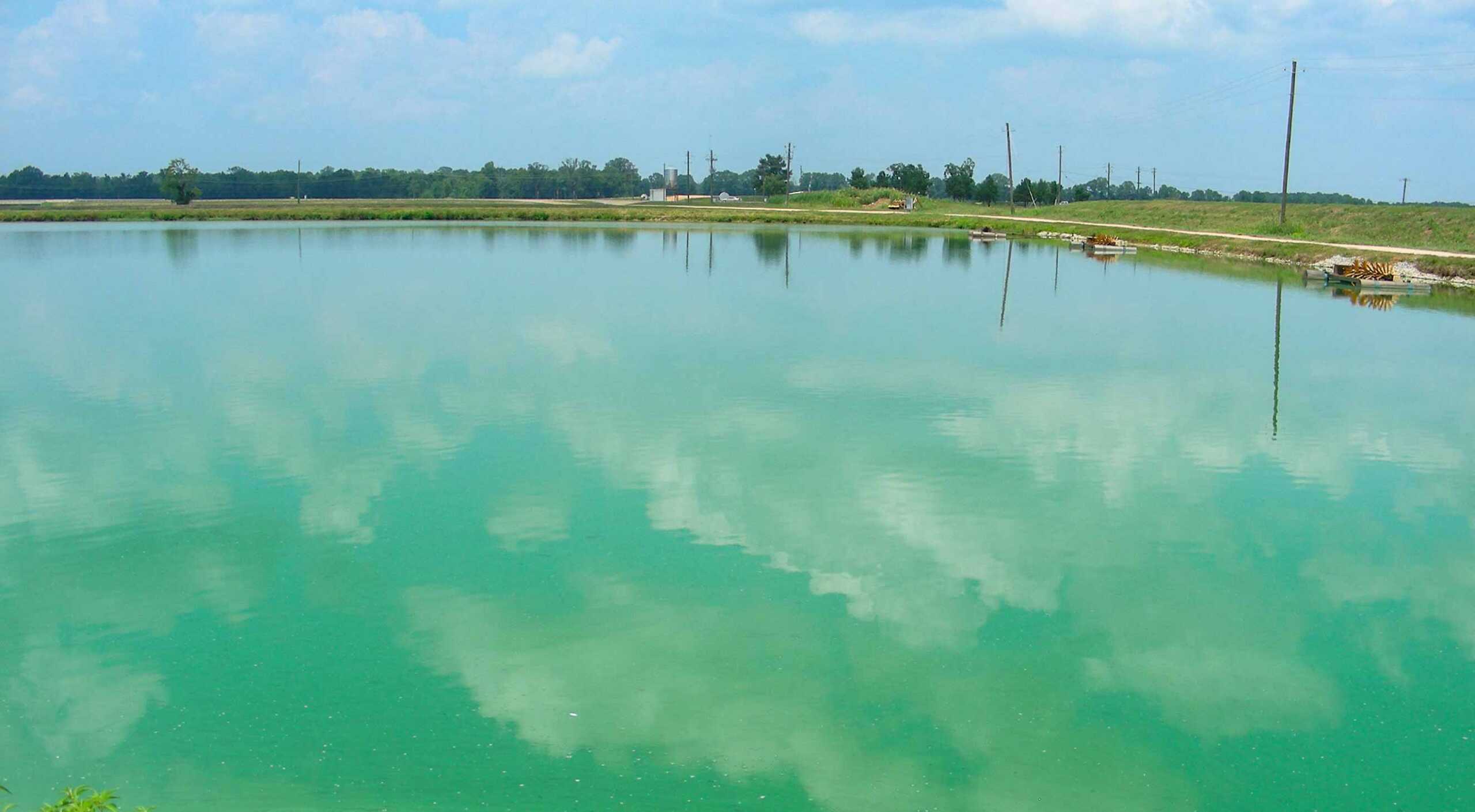 Cyanobacteria Testing Pond - Auburn Alabama
